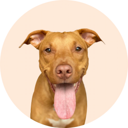 Cães
