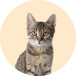 Gatos