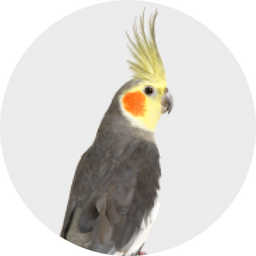 Pássaros